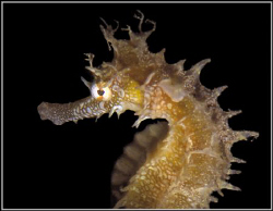 seahorse portrait - serious one (not smiling)  by Ran Marom 